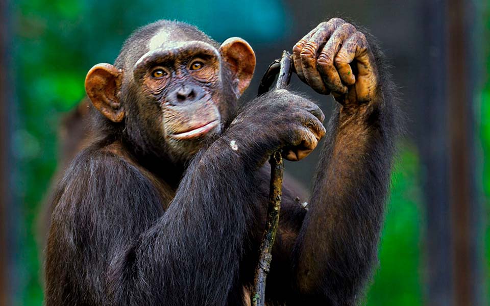 Shocker! ED attaches chimpanzees, marmosets under PMLA