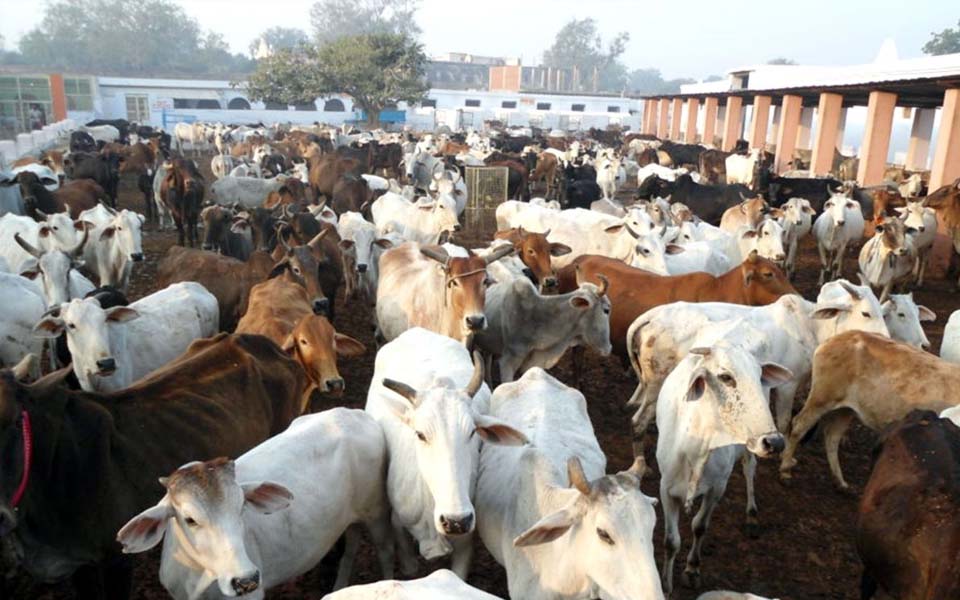 Uttar Pradesh govt plans cow safaris where 15,000 to 25,000 cows can be put up