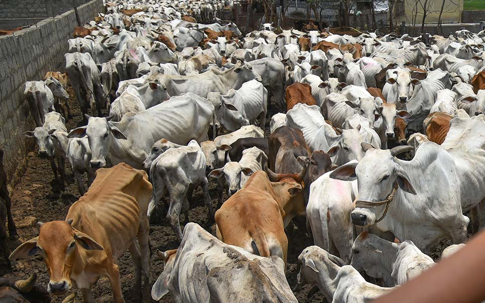 Upset farmers lock 200 cows in UP school
