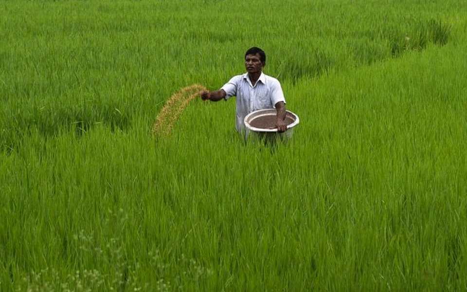 Govt hikes paddy MSP by Rs 53/qtl for 2020-21