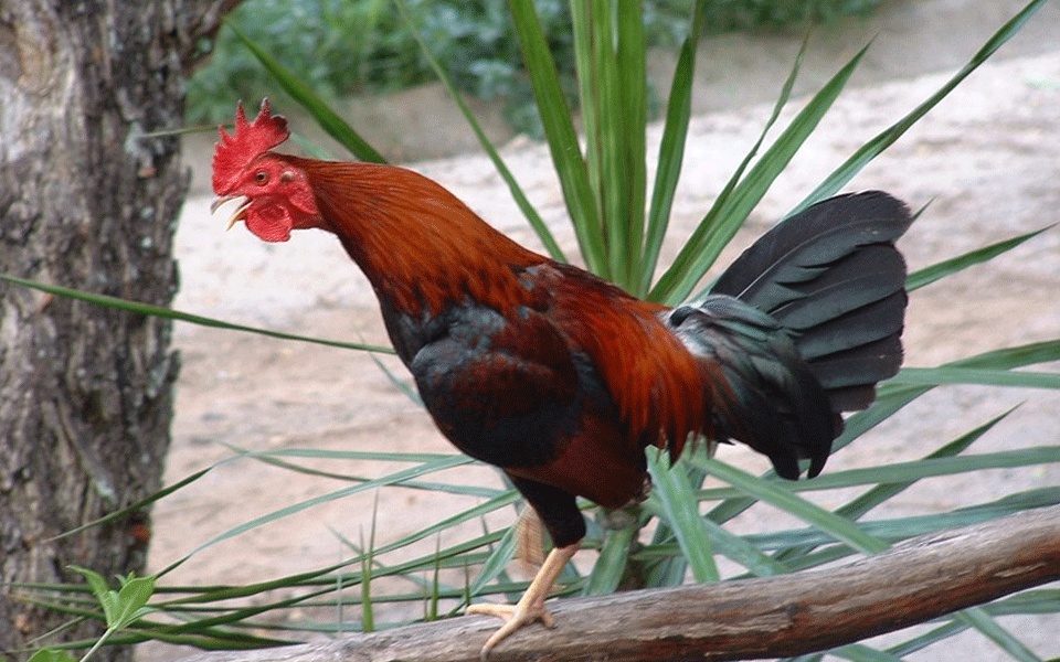Rooster's crowing drives woman to police in Maharashtra