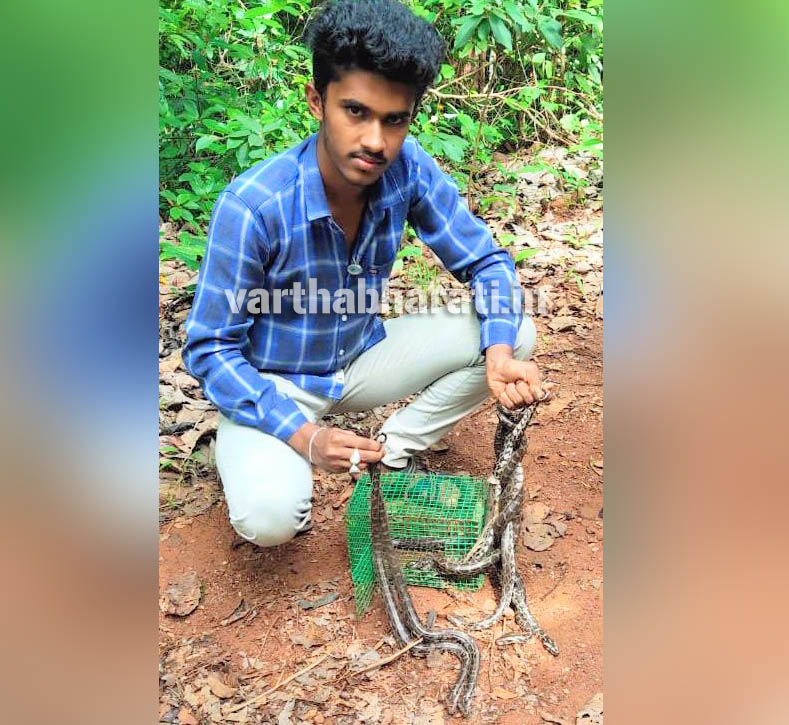 13 baby pythons found in Puttur resident's compound; rescued by local snake rescuer
