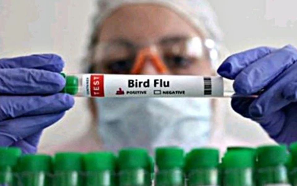South Karnataka on high alert over bird flu reported in Kerala