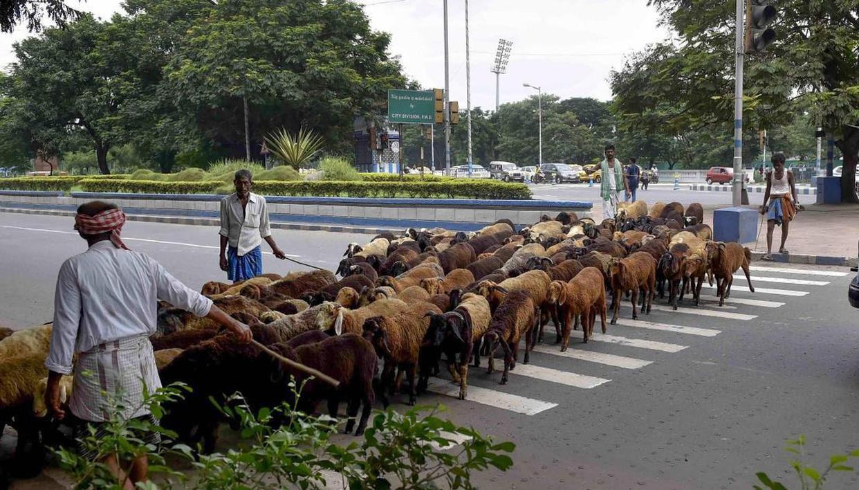 Karnataka: Goats and sheep quarantined after shepherd contracts COVID-19