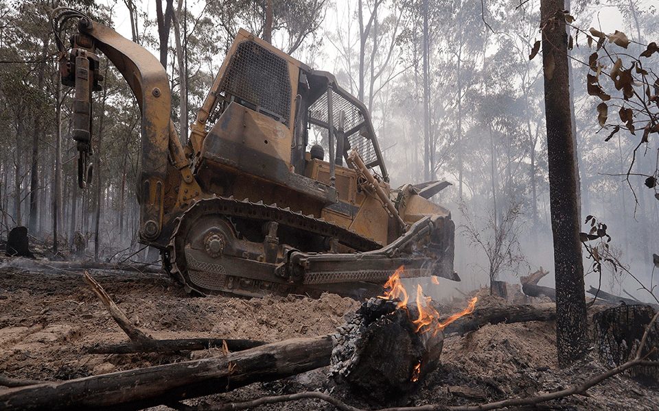 Secret mission saves Australia's 'dinosaur trees' from bushfires