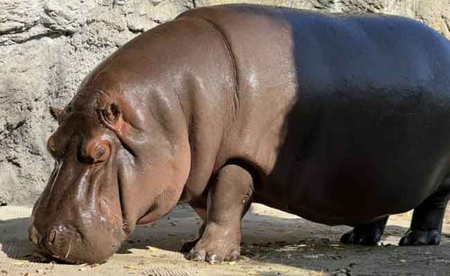 "Surprise discovery: 'Male' hippo at Japan zoo revealed as female after 7 years"