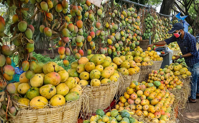 Bengal's Malda mango exports hit, sellers getting better prices in domestic market