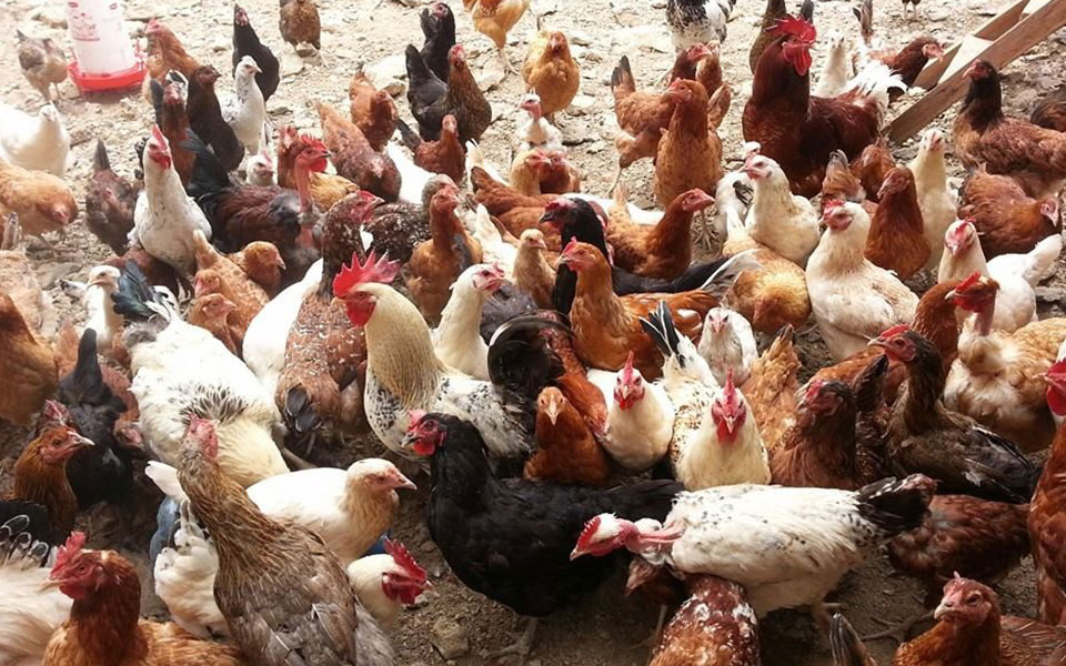 TN to now give women chickens to raise, sell