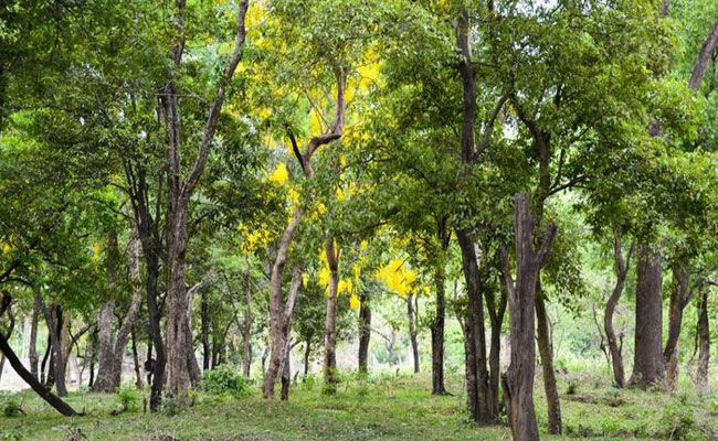 Record money received through online sandalwood auction in Kerala; one tree alone fetches Rs 1.25 cr