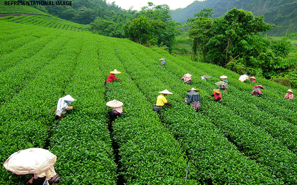 Tea production down 7.21%, exports up marginally in April