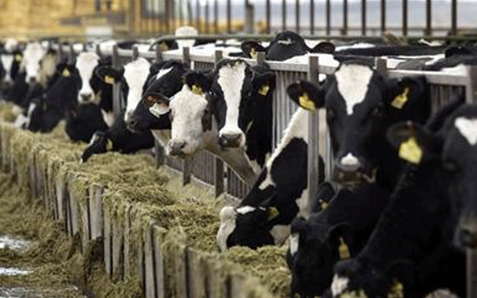 Cattle rearing faces threat by ‘Gau Raksha’ measures