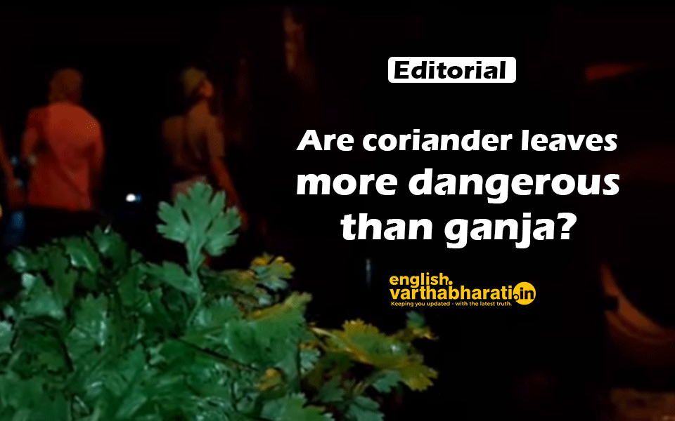 Are coriander leaves more dangerous than ganja?