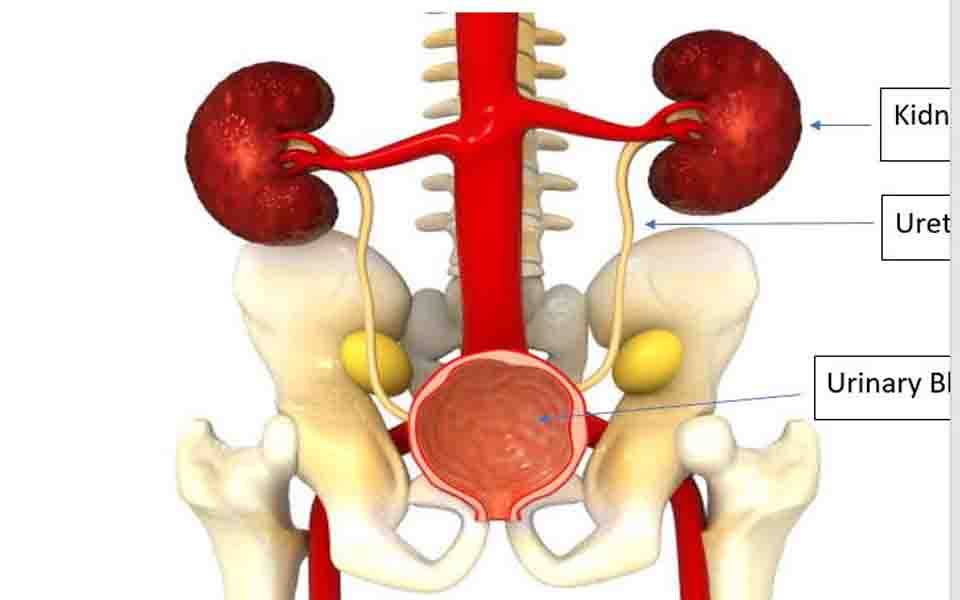 Kidney failure and its treatment options