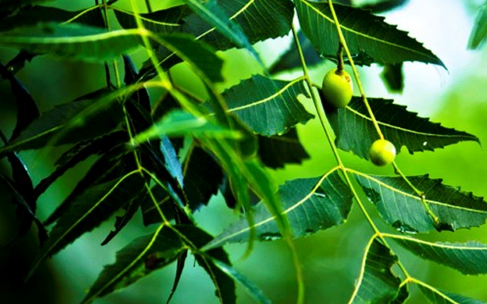 5 amazing healing benefits of Neem to beat your monsoon woes