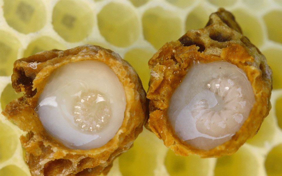 'Magical' royal bee jelly offers promise to combat cancer: Study