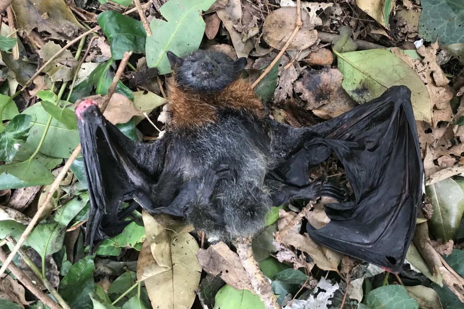 Bat find file. Days after bat.