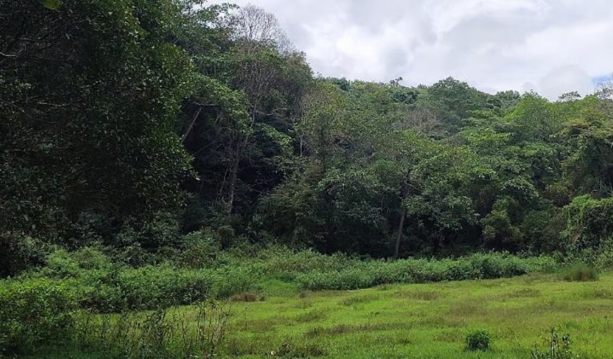 Centre directs states to stop forced eviction of forest dwellers until rights are settled