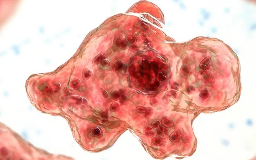 5-year-old girl in Kerala dies of infection caused by brain-eating amoeba