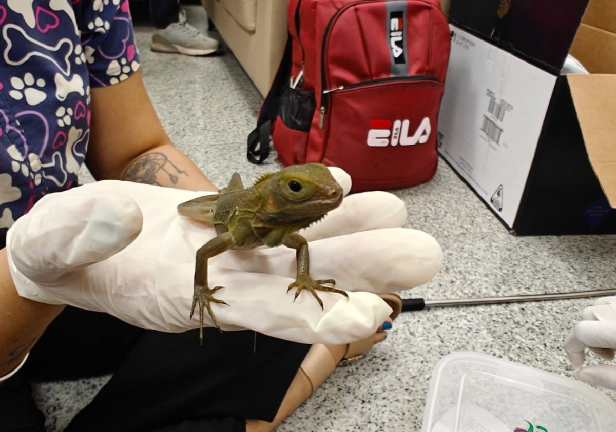 Hyderabad Airport customs seize exotic wildlife from passenger arriving from Bangkok