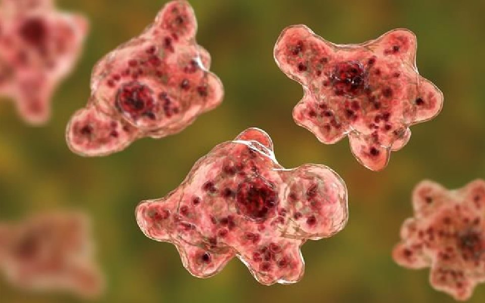 Fourth case of rare brain-eating amoeba infection reported in Kerala