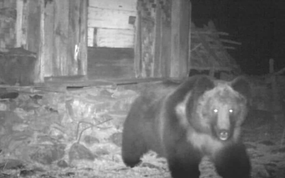 Rare Tibetan brown bear sighted in Sikkim