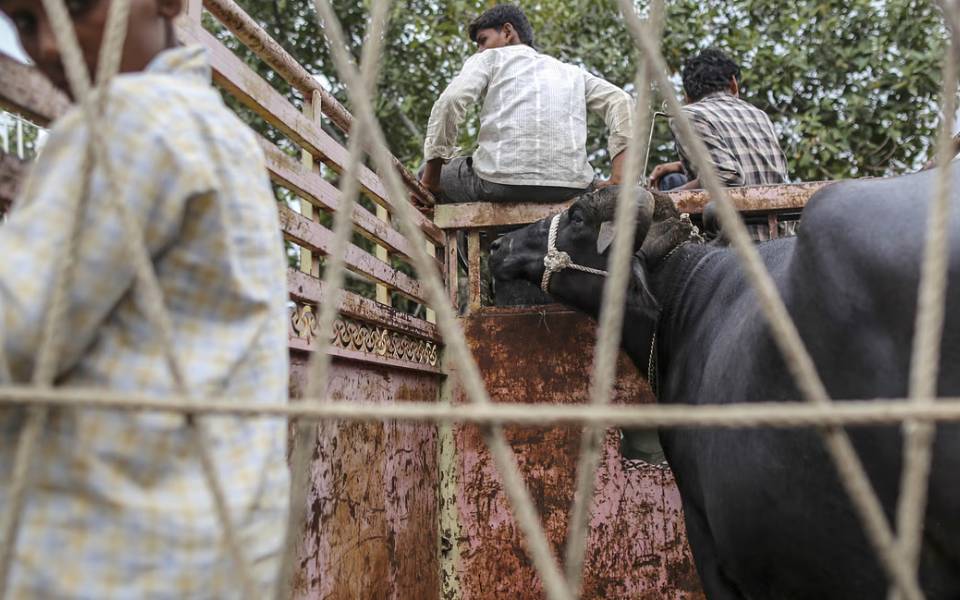 India emerges as second largest beef exporter in the world