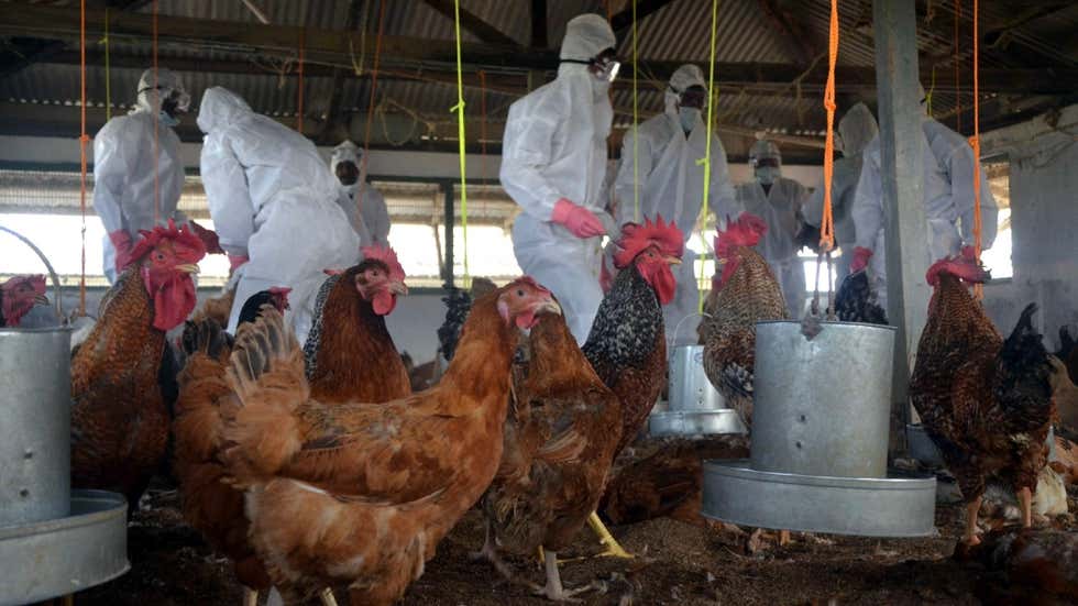 Bird flu outbreak reported in village in Kerala