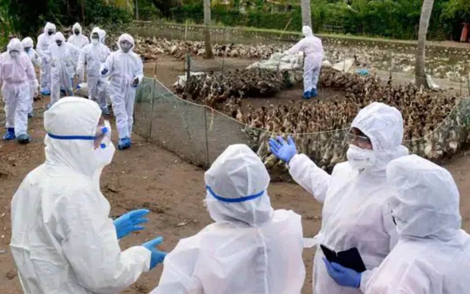 Avian flu outbreak at Ranchi's state-run poultry farm, 2196 birds culled