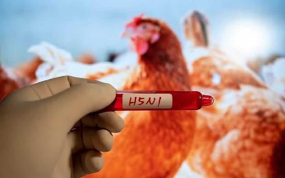 Avian flu outbreak in Ranchi poultry farm, 920 birds culled: Official