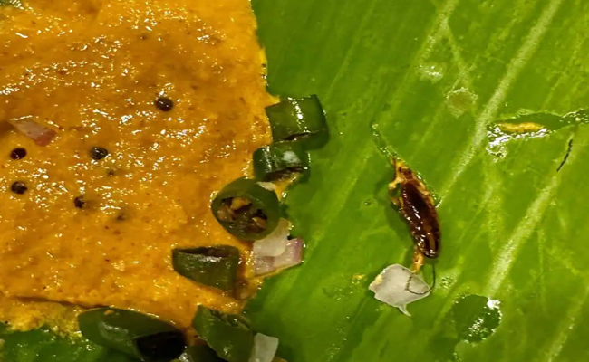 Cockroach infestation at Hyderabad tiffin centre raises food safety concerns