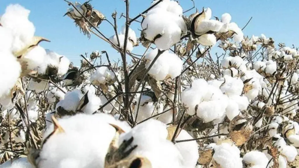 Govt extends duty-free imports of cotton by three months till Dec 31