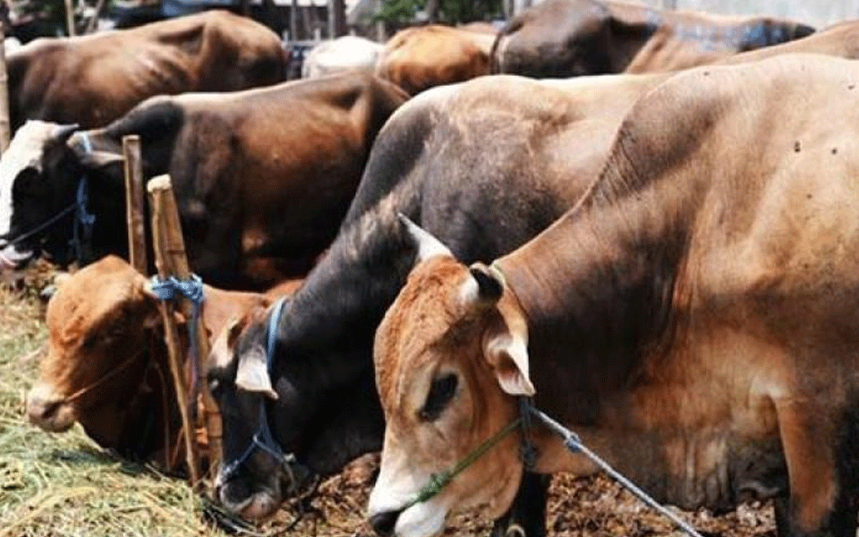 Cabinet okays setting up of cow commission