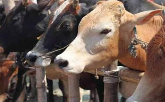 Cow vigilantes booked for culpable homicide bid after clash with civic staff on cow shelter removal