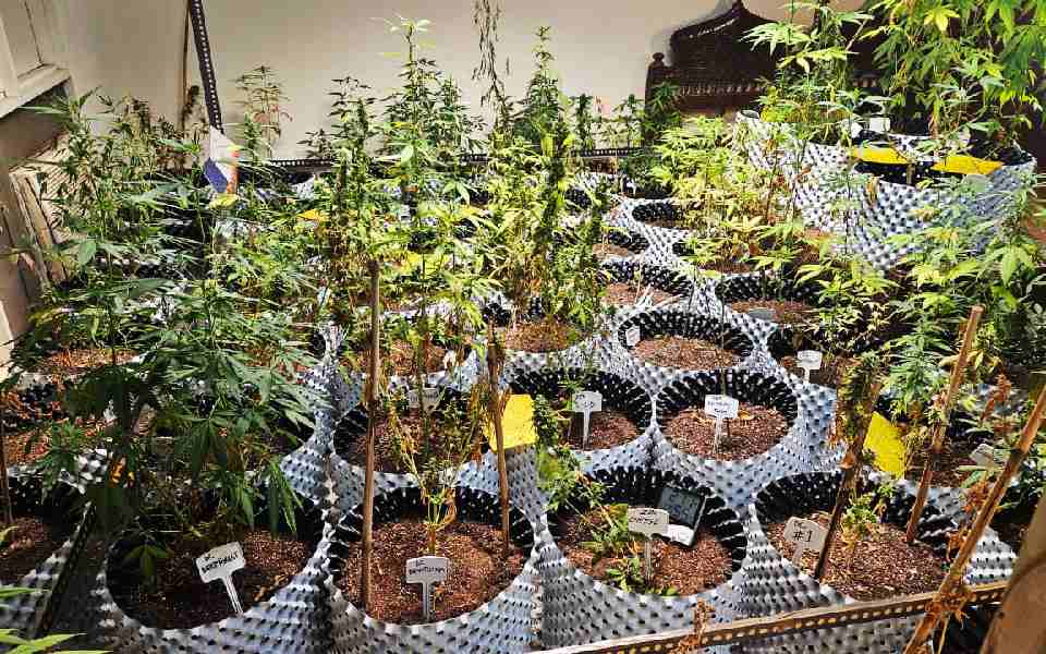 Greater Noida: Man arrested for illegally cultivating cannabis in his house