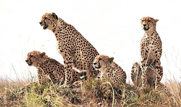 Back in India after 7 decades; Plane carrying 8 cheetahs lands in Gwalior