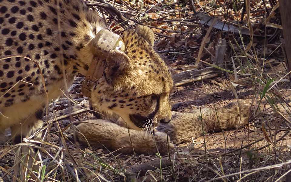 Cheetahs set to roam free again in Kuno after year-long enclosure stay