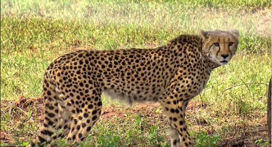 Namibian Cheetah Sasha dies due to kidney ailment in MP's Kuno National Park