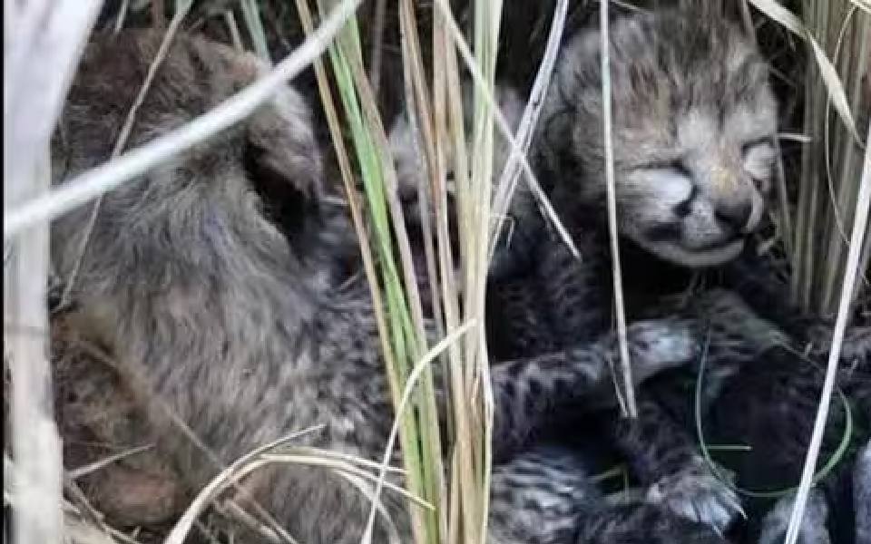 MP: Two-month-old cheetah cub dies in Kuno National Park