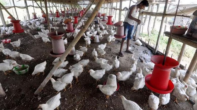 Chicken is treated as animal under law: Gujarat Govt tells HC