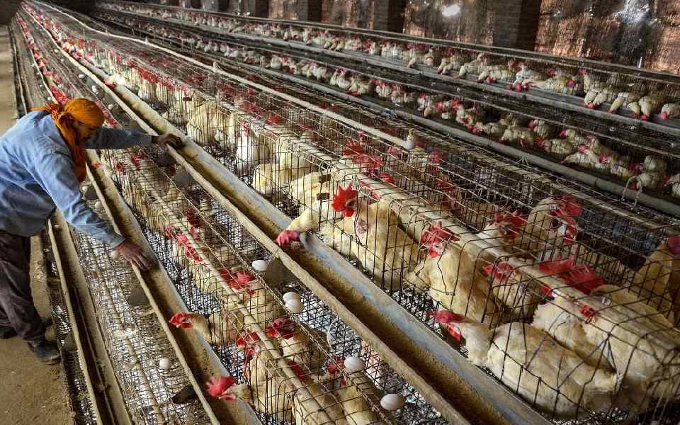 Poultry birds test positive for bird flu infection in Maharashtra's Udgir; authorities in tizzy