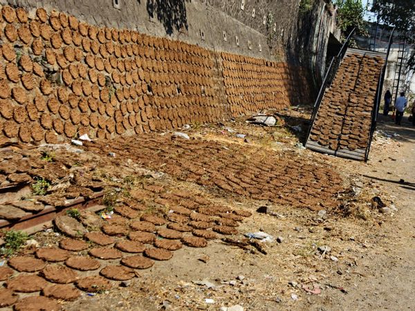Chhattisgarh: 800 kg cow dung stolen from village, police register theft case