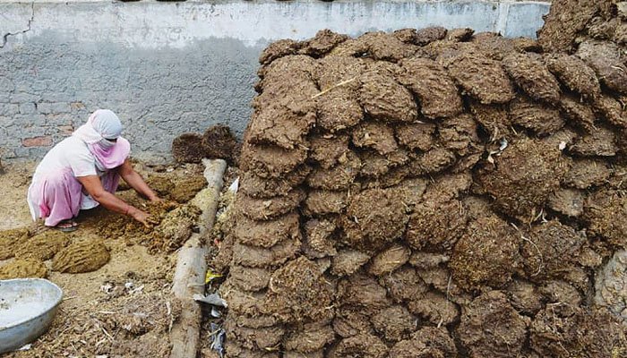 Gujarat: Doctors warn against cow dung 'therapy' to boost immunity