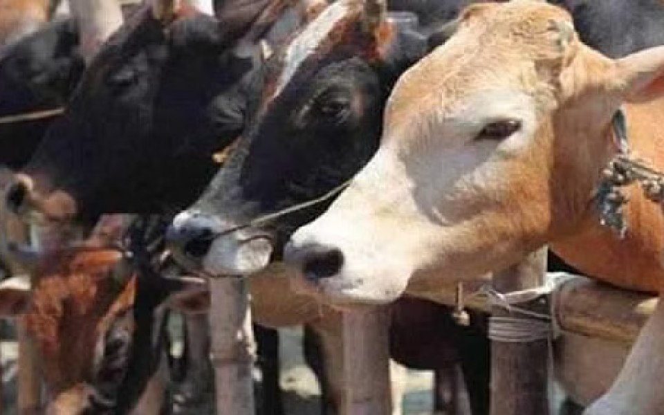 Young dairy farmer loses 12 cattle to suspected poisoning in Kerala