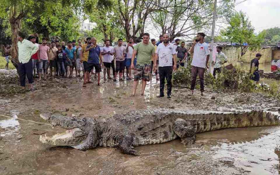 Gujarat rains: 24 crocodiles rescued from Vadodara's residential areas between Aug 27-29