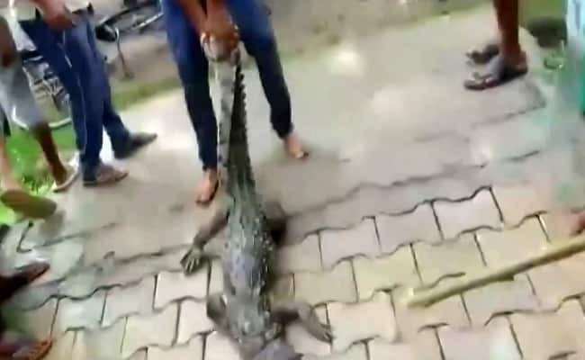 Crocodile spotted inside govt school in UP's Aligarh