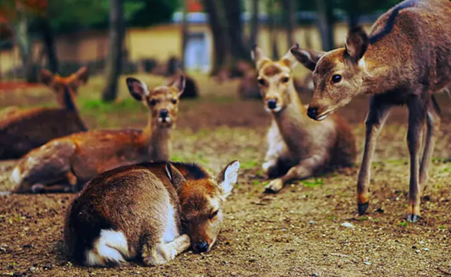 15 deer killed by stray dogs at animal rescue centre in Chhattisgarh