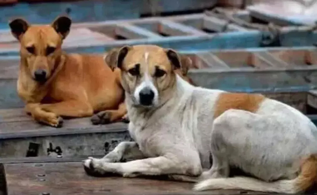 Stray dogs case: We will play video, ask you what is humanity, SC tells petitioner