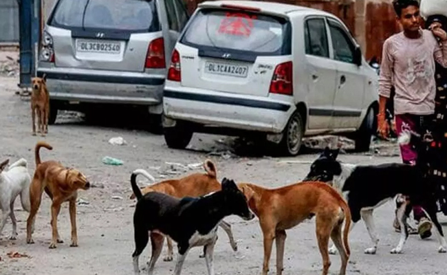 Dog runs away with amputated human leg near AIMSS, hospital issues notice to sanitation workers