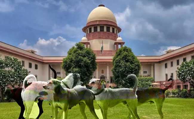 NHAI may consider asking road contractors to setup gaushalas for stray animals on highways: SC