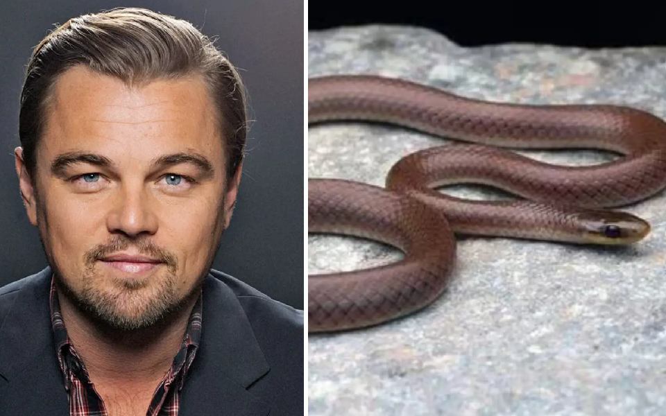 New Snake species found in India with dozens of teeth named after Leonardo DiCaprio; Know why